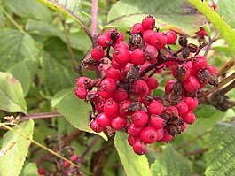 漿果,植物,紅色