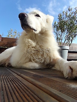 狗,犬,可愛