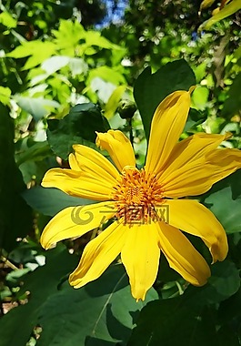 花,黃色花,自然