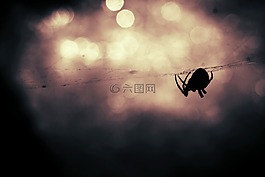 蜘蛛,動(dòng)物,昆蟲