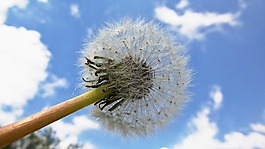 白,碧落,蒲公英褪色