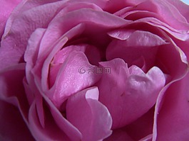 玫瑰,粉紅色,花