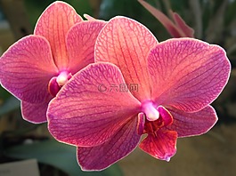 蘭花,花,時光