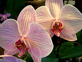 兰花,花,工厂