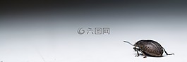 甲蟲(chóng),爬網(wǎng),昆蟲(chóng)