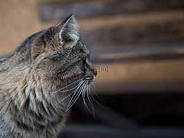 猫,kit,小猫