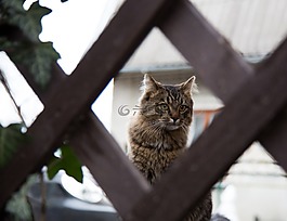 猫,kit,小猫