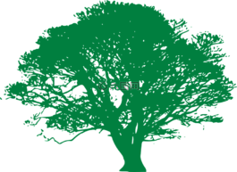 樹,落葉,榕