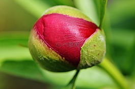 牡丹,芽,花
