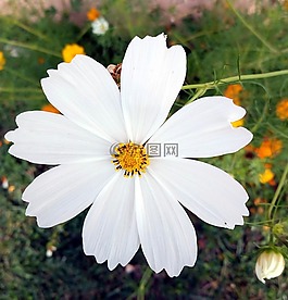 花,白,夏季