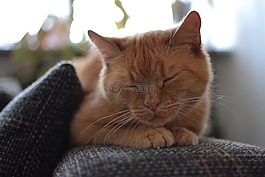 猫,姜,睡眠