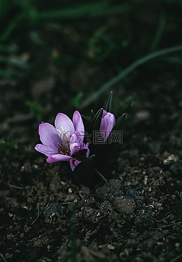 自然,植物,綠色