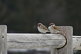 動物,木材,鳥