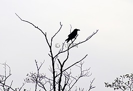 烏鴉,側(cè)影,黑