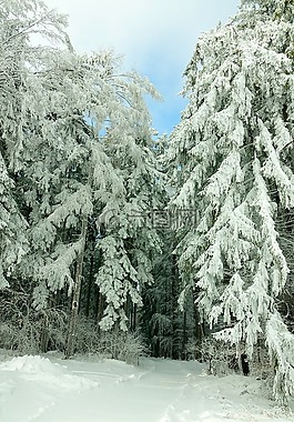 冬天,雪,弗羅斯特