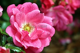 玫瑰,粉紅色,開(kāi)花