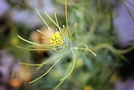 花,黃色,綠色