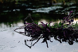 自然,水,鮮花
