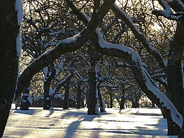 雪,痕跡,冬天