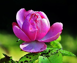 玫瑰,花,羅莎