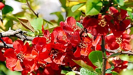 紅色花,春天