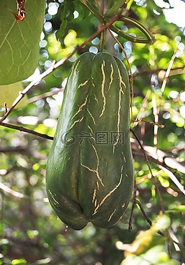 壁球,水果,蔬菜