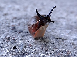 蝸牛,動(dòng)物,性質(zhì)