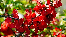紅色花,春天,陽光