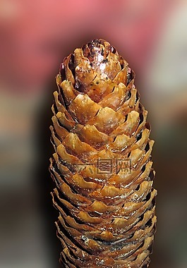 松球果,樹(shù)上的果子,裝飾
