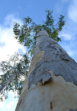 瓦倫西亞廣場,樹,自然