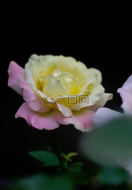自然,鮮花,花瓣