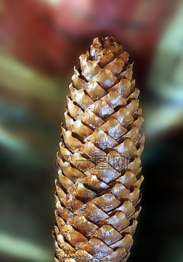 松球果,樹(shù)上的果子,裝飾
