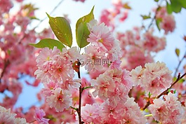 开花,分支,树