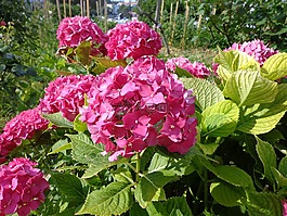 繡球,花,夏天