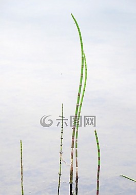 廠,水生植物,發(fā)動(dòng)機(jī)
