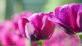 郁金香,春天,性質(zhì)