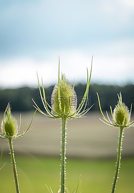薊,牛蒡,刺