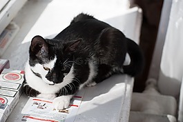 猫,kit,小猫