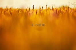 麥田,糧食,夏天