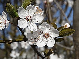 櫻花,關(guān)閉,鮮花
