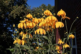 鮮花,夏季,錐花