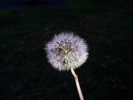 蒲公英,花,白