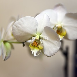 花,植物區(qū)系,花瓣