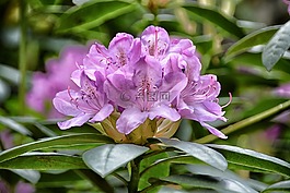 鮮花,杜鵑,植物區(qū)系