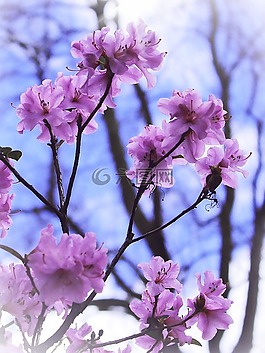 鮮花,布什,春天