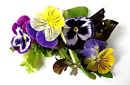 鮮花,野生花卉,草地