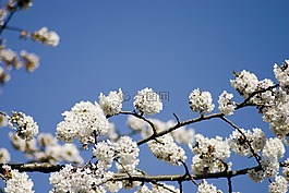 櫻桃,櫻花,春天