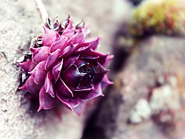 开花,石,玫瑰