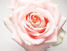 玫瑰,花,花瓣