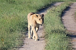 母獅,野生生活,捕食者